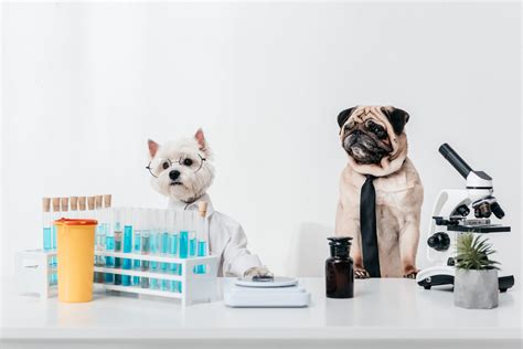 PET Research Scientist