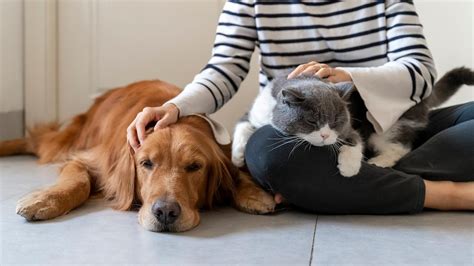 pet sitter