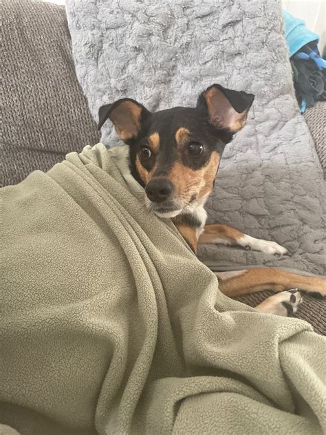 Pet sitter in Bakersfield, CA
