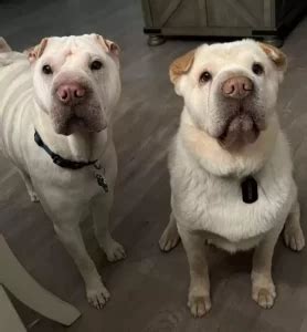 Pet sitting