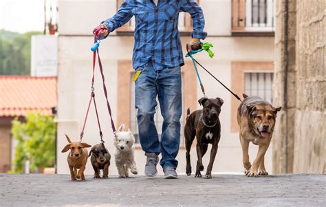 Pet sitting and dog walking jobs in Lafayette, LA