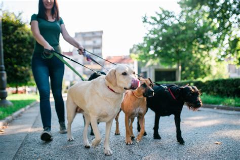 Pet Sitting or Dog Walking