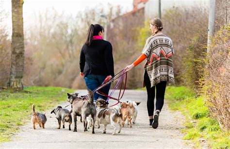 Pet Sitting or Dog Walking