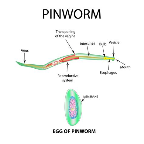 Pinworms Detection
