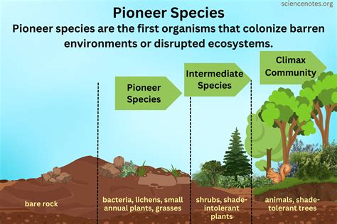 Pioneer species in primary succession