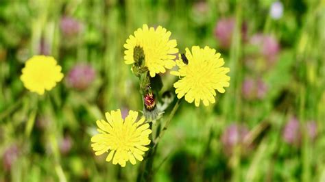 Plant Species of Pleasanton Ridge