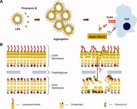 Polymyxin B sulfate mechanism of action