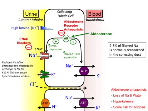 Potassium-sparing diuretics and lisinopril interaction