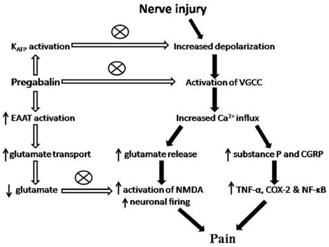Pregabalin mechanism of action