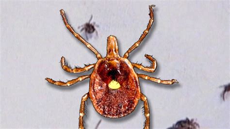 Preventing Lone Star tick bites