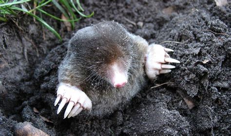 Preventing moles