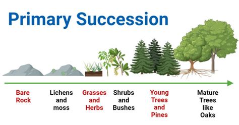 Primary Succession