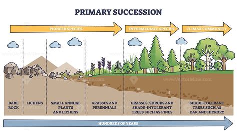 Primary succession in action
