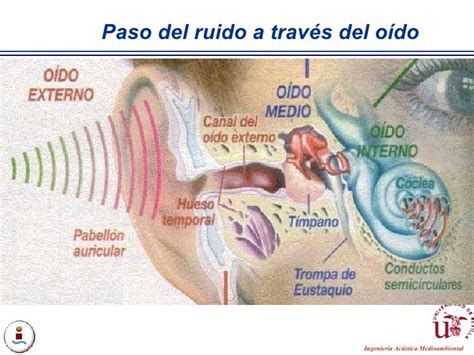 Proceso de audición