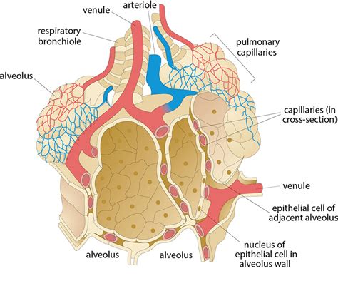 Pulmonary Capillaries Diagram