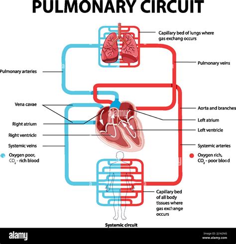 Pulmonary Circuit Diagram