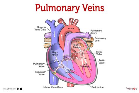 Pulmonary Veins Diagram