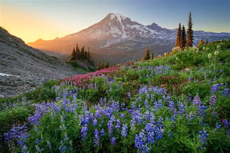 Rainier Vista wildflowers