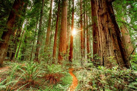 Redwood Grove