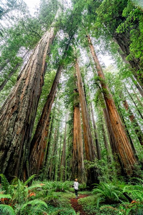 Redwood National Park