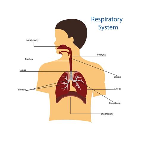 Respiratory System