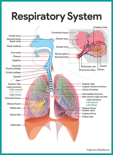 Respiratory System Components