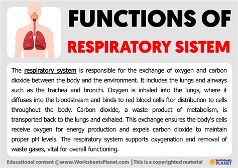 Respiratory System Functions