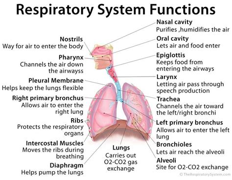Respiratory System Functions in Detail