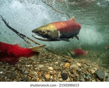 Salmon