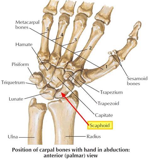 Scaphoid bone illustration