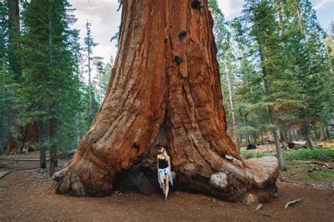 Sequoia National Forest