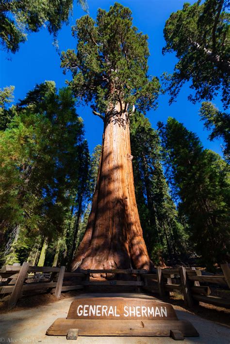 General Sherman Tree