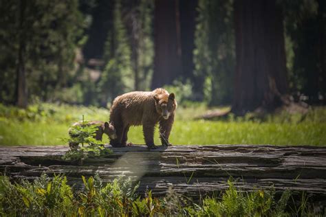 Sequoia National Park Wildlife