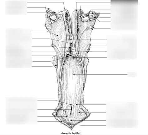 Sex Anatomy