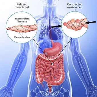 Smooth Muscle Spasms