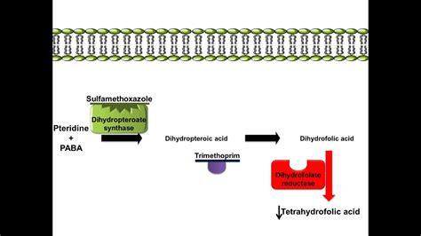 Sulfamethoxazole Trimethoprim Mechanism
