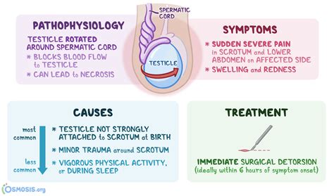 Testicular Torsion Prevention
