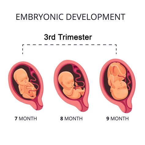 Third Trimester Changes