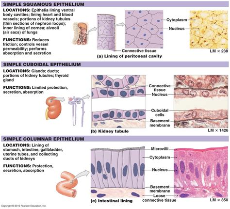 Tissue Types