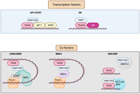 Transcription