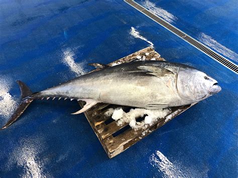 Tuna