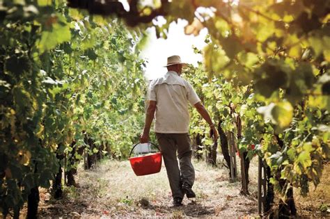 Vineyard Jobs Near You