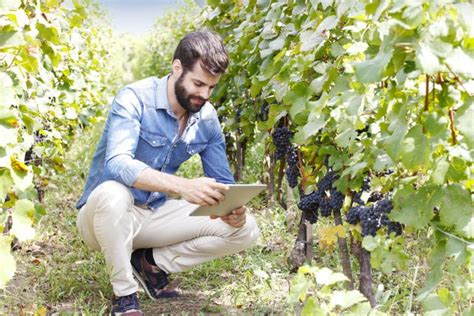 Vineyard Manager