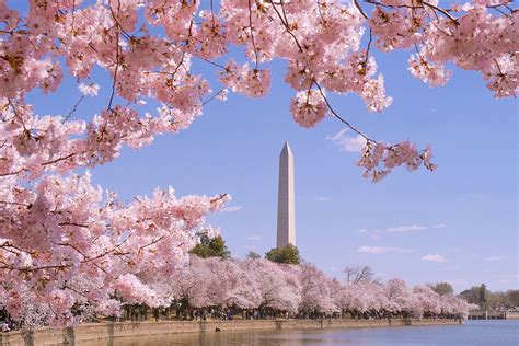 National Cherry Blossom Festival